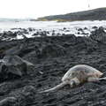Punalu'u Black Sand Beach  |  Green sea turtle