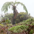 Alaka'i Swamp  |  Tree fern