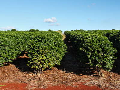 Hanapepe  |  Coffee cultivation