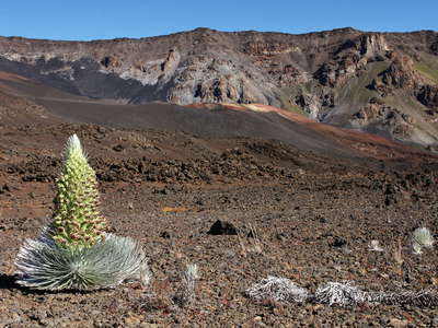 Haleakalā Crater  |  Silversword