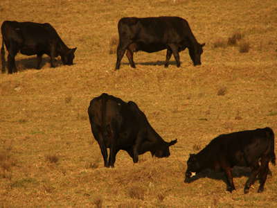 Pukalani  |  Upcountry with cattle