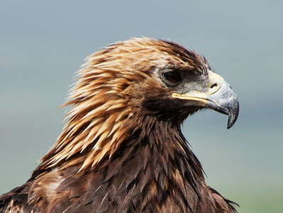 Nalaikh  |  Eagle