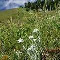 Steppe with edelweiss