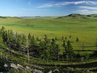 Khotont  |  Steppe and forest patch