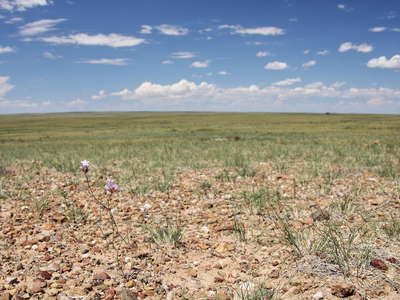 Gobi  |  Dry steppe