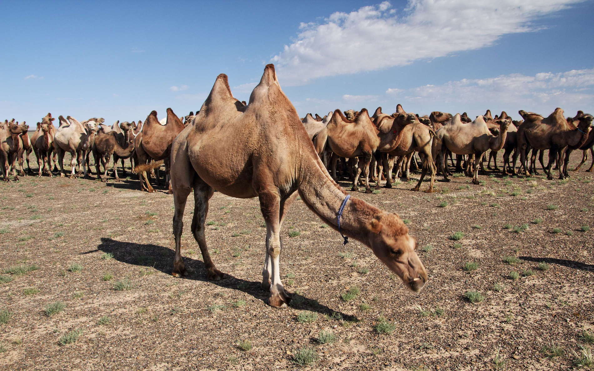 Gobi  |  Bactrian camels