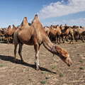 Gobi  |  Bactrian camels