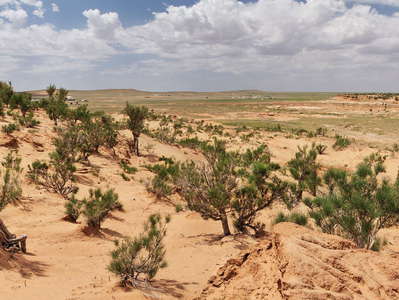 Bayanzag  |  Fossil dune with saxaul