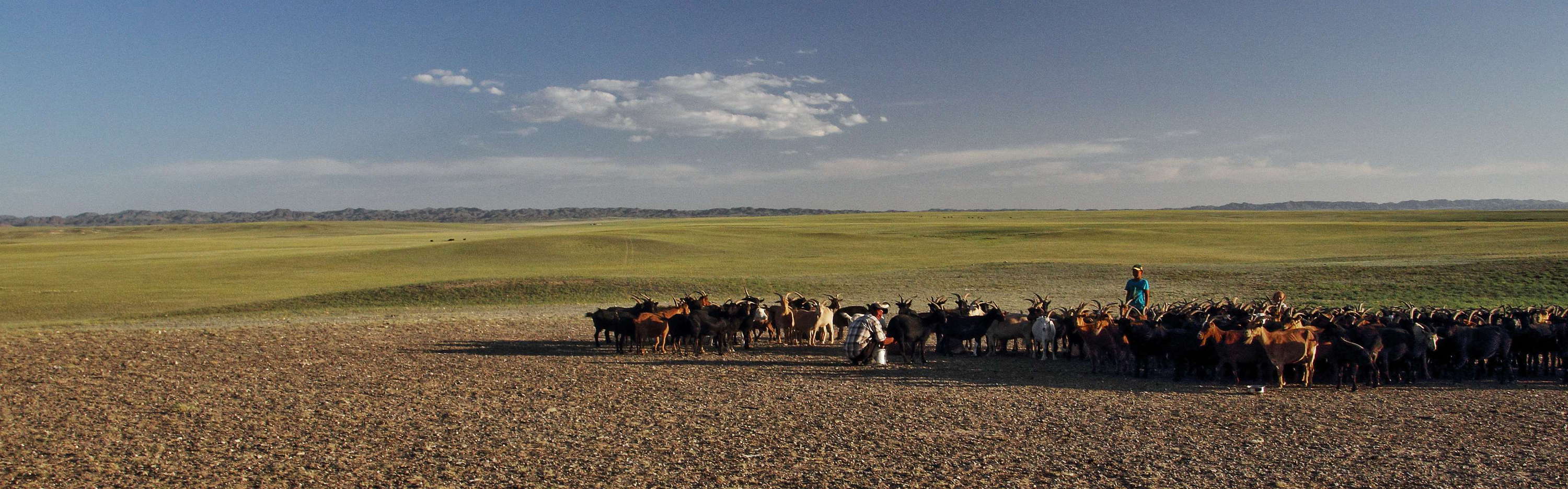 Gobi  |  Steppe with livestock