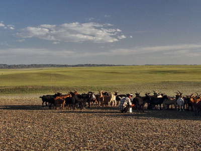 Gobi  |  Steppe with livestock