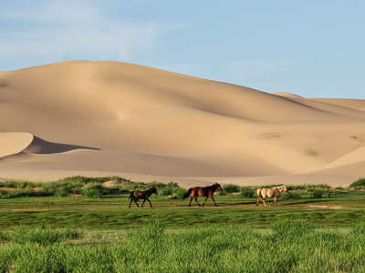 Khongoryn Els  |  Dune field with horses