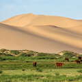 Khongoryn Els  |  Dune field with cattle