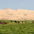 Khongoryn Els  |  Dune field with cattle and horses