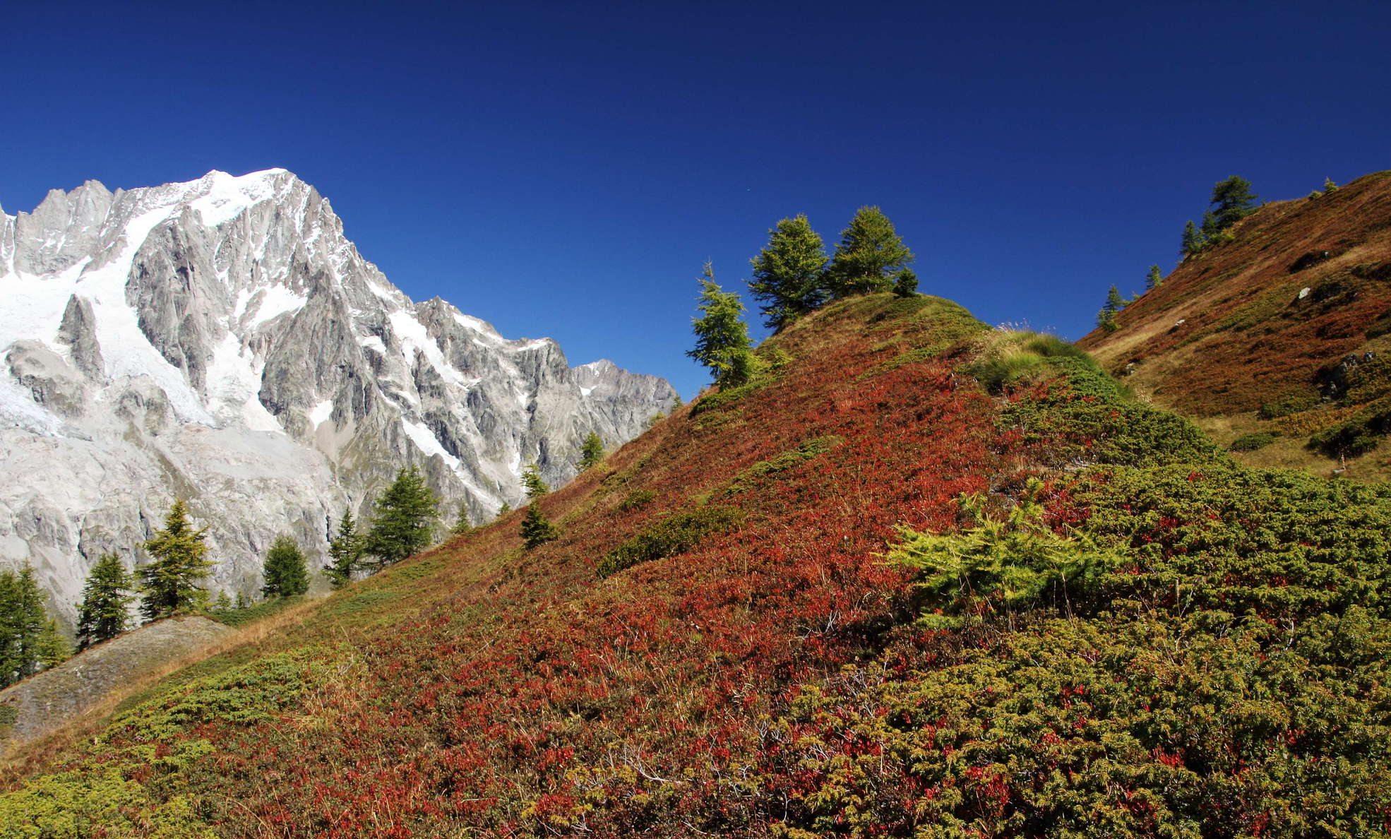 Les Grandes Jorasses (4208 m) in the background. The photo was taken from a ridge representing a backscarp, indicating the deformations characteristic for the northwestern slope of Mont de la Saxe. The comparatively dry conditions at the top of the ridge favour the occurrence of juniper (Juniperus communis), whereas the slopes are occupied by various species of Vaccinium. WI_e2047_108.jpg