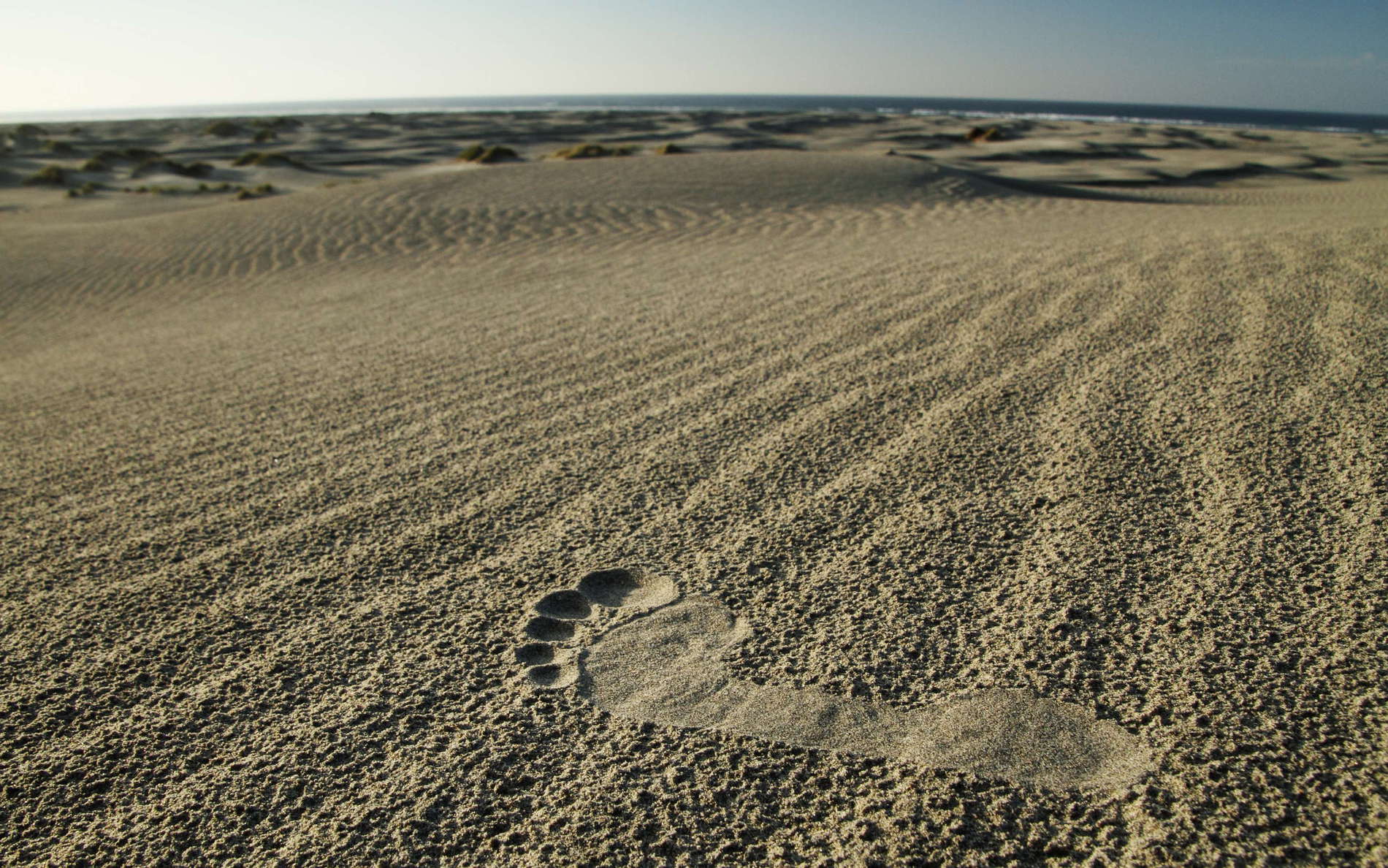 The sandy Farewell Spit forms the northern border of the Golden Bay. It is 32 km long, at a length of 26 km it rises above sea level. The geomorphologically more active parts of the dune fields are void of vegetation. WI_nz403a.jpg
