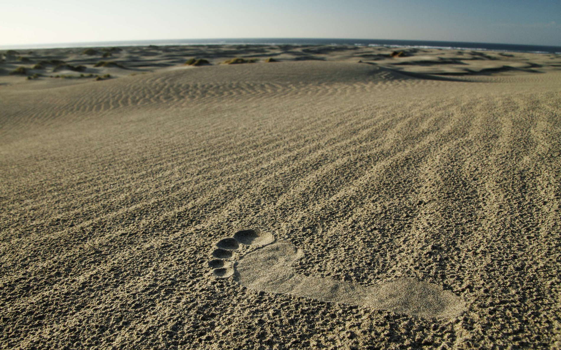 Farewell Spit  |  In the dunes