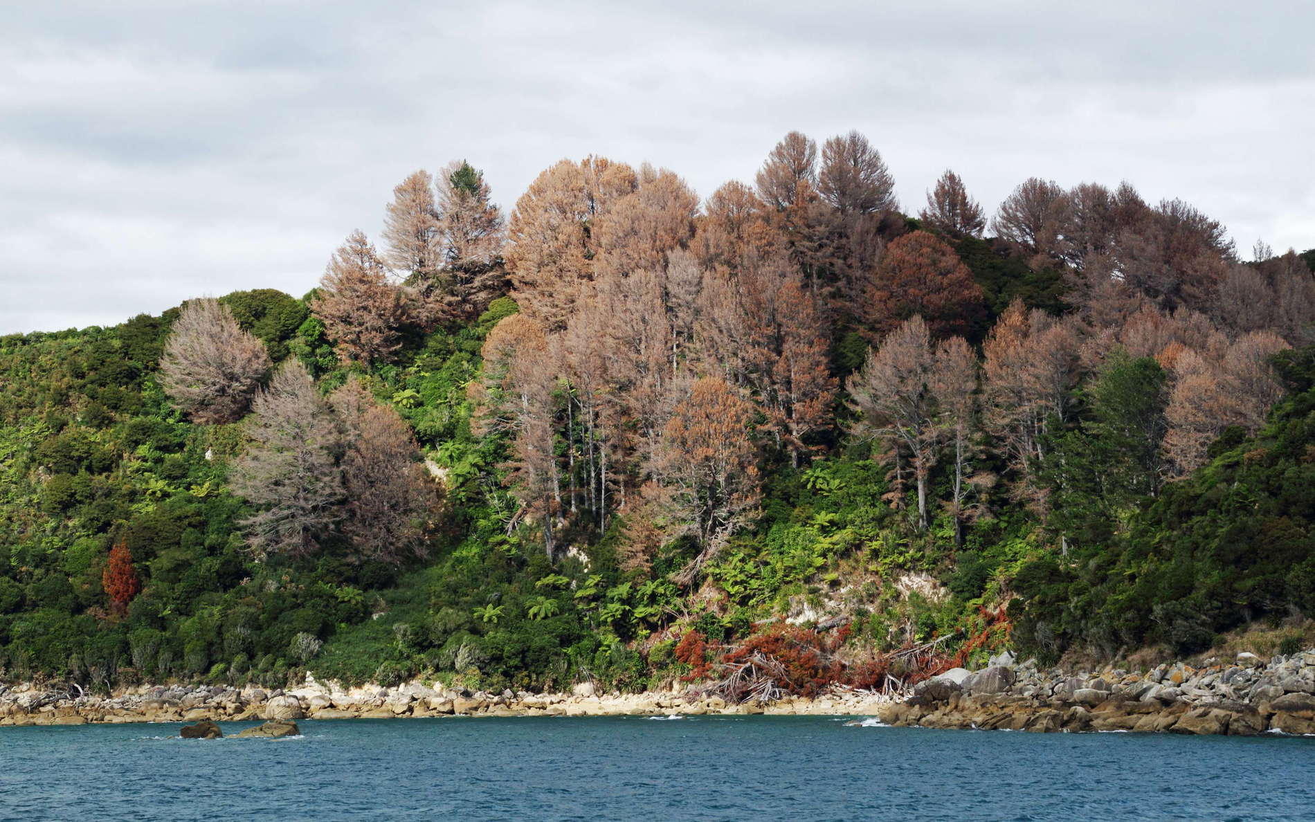 Abel Tasman NP  |  Poisoned pines