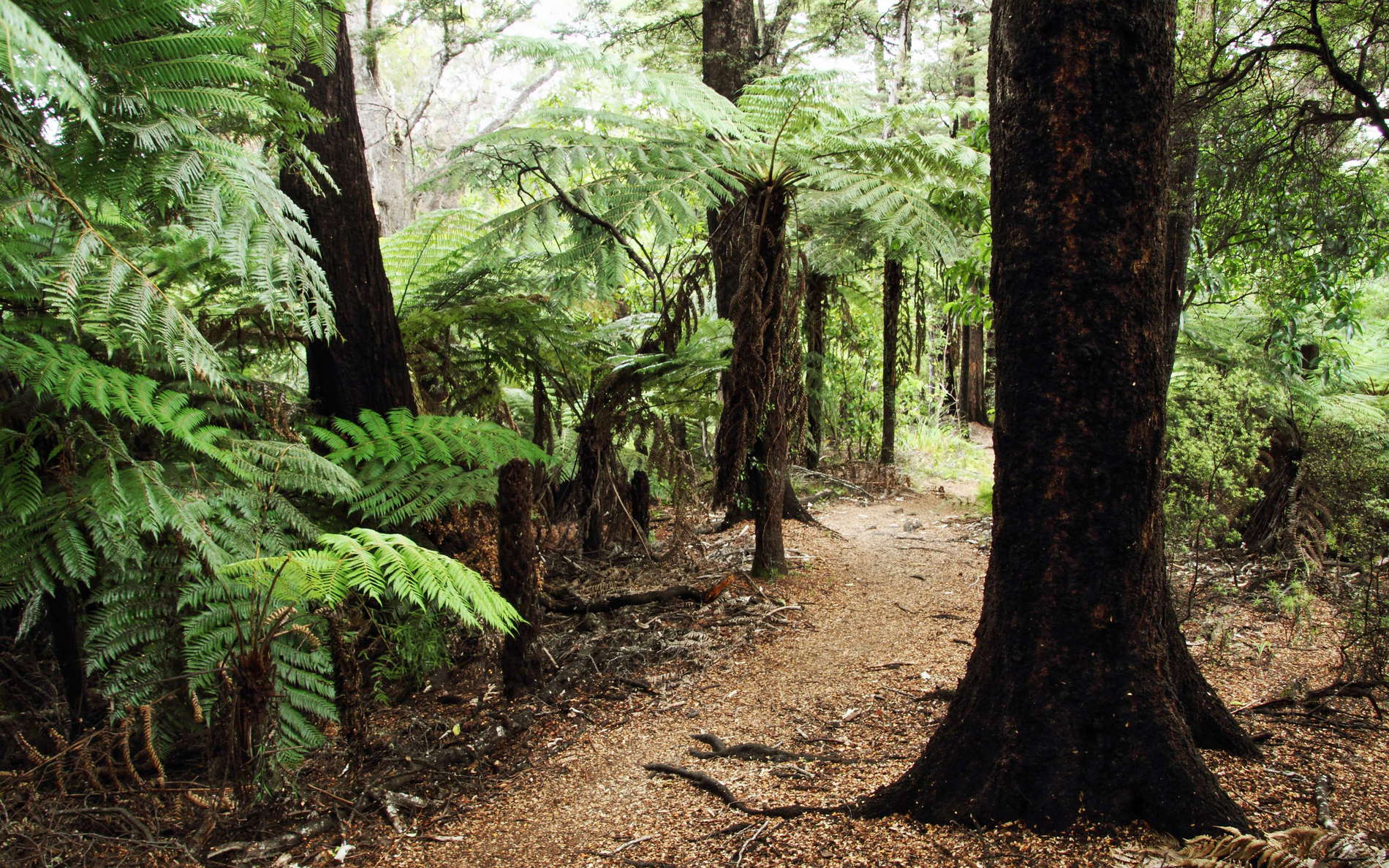 Abel Tasman NP  |  Black beech forest