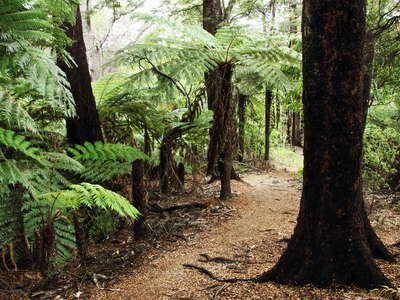Abel Tasman NP  |  Black beech forest