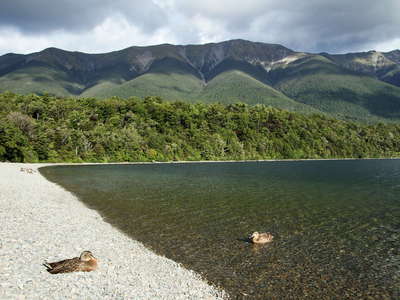 Lake Rotoiti  | Kerr Bay with ducks