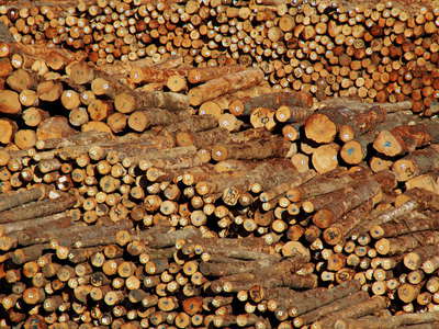 Lyttelton Port  |  Timber for export