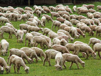 Parawa  |  Sheep