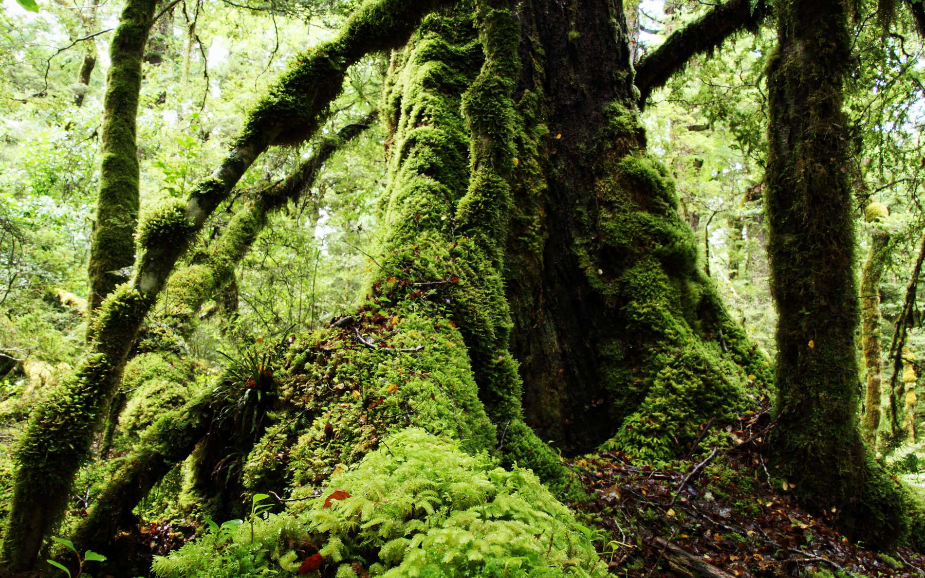 Fiordland NP  |  Temperate rainforest