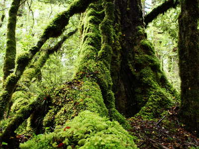 Fiordland NP  |  Temperate rainforest