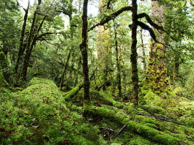 Fiordland NP  |  Temperate rainforest