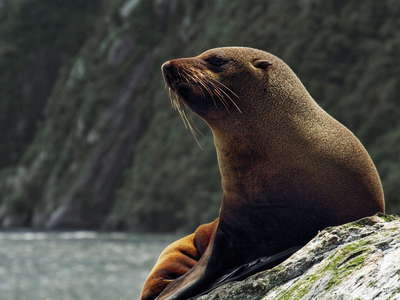 Milford Sound / Piopiotahi  |  Southern Fur Seal