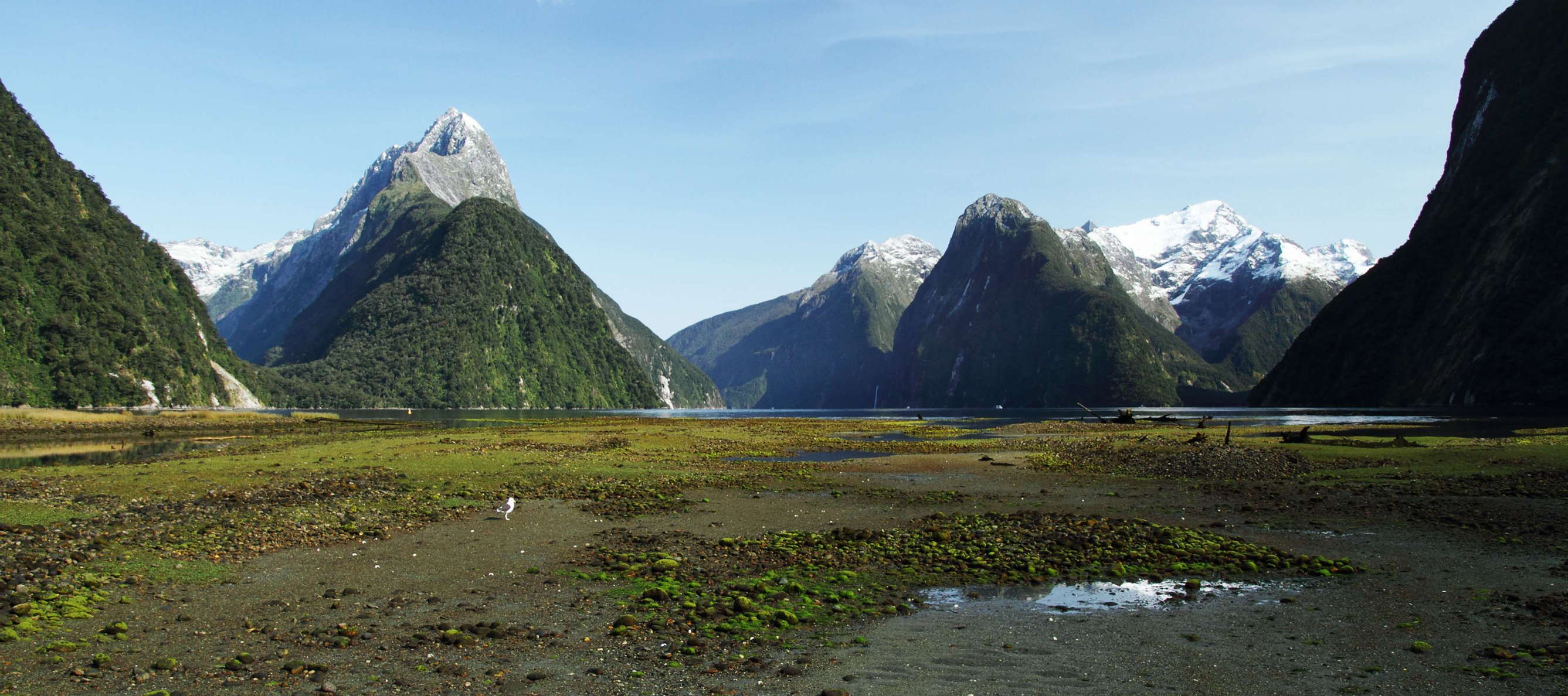 Location: Fiordland NP. The tidal zone is shown in the foreground, Mitre Peak (left, 1683 m) and the glacierized Mt. Pembroke (right, 2015 m) are seen in the background. WI_nz535a.jpg