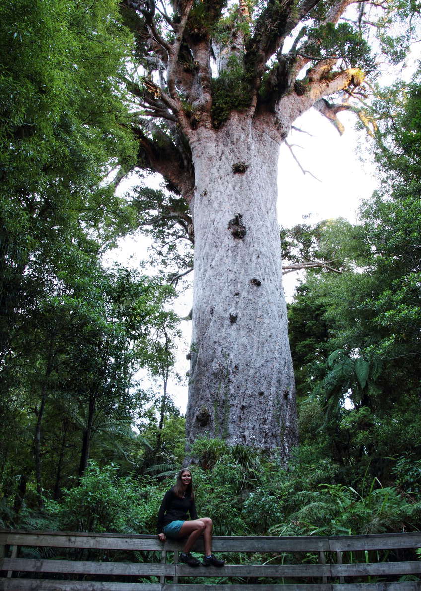 Waipoua Forest  |  Tane Mahuta