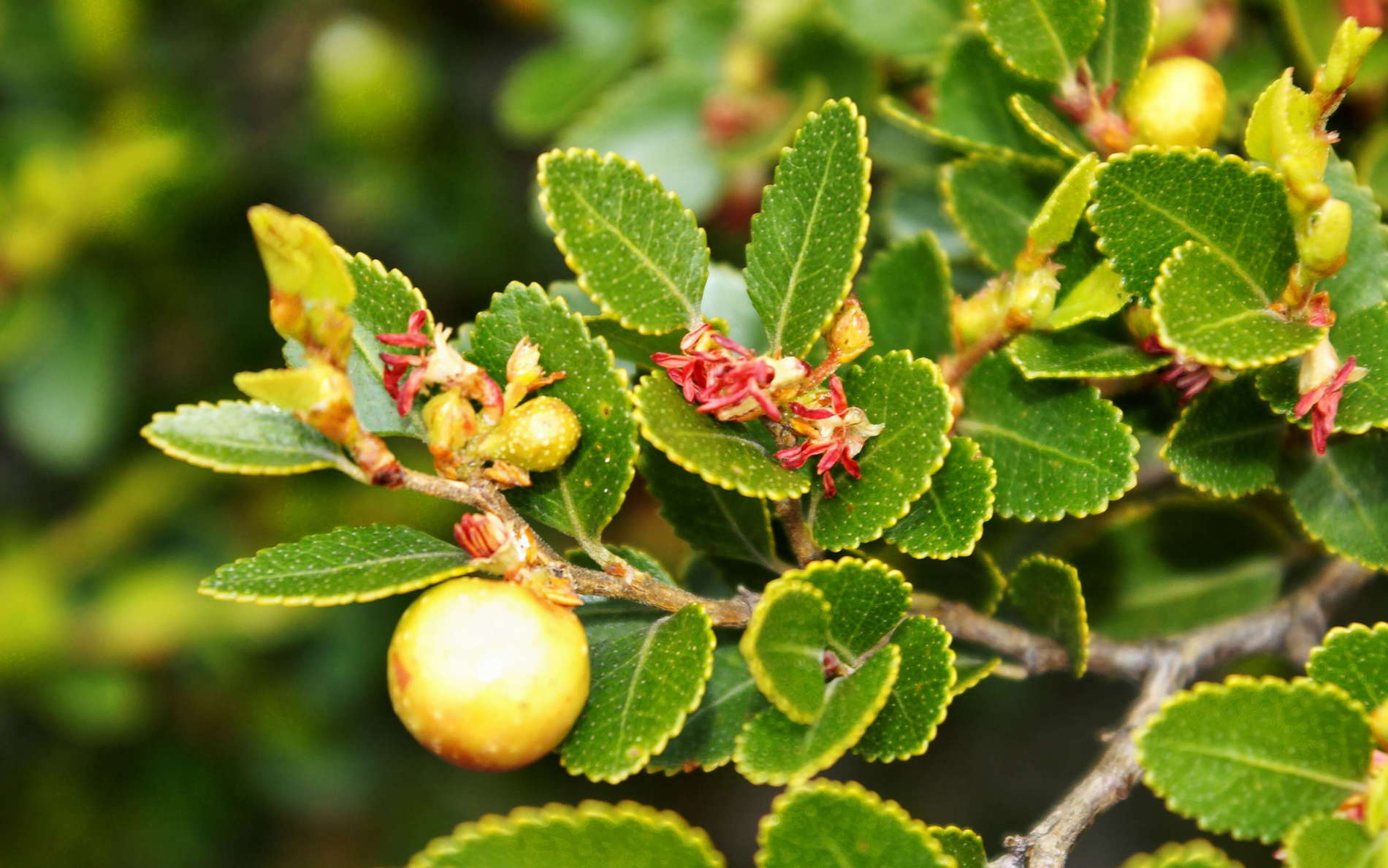 Nothofagus betuloides (guindo) is an evergreen species adapted to rather humid climatic conditions. WI_ch207.jpg