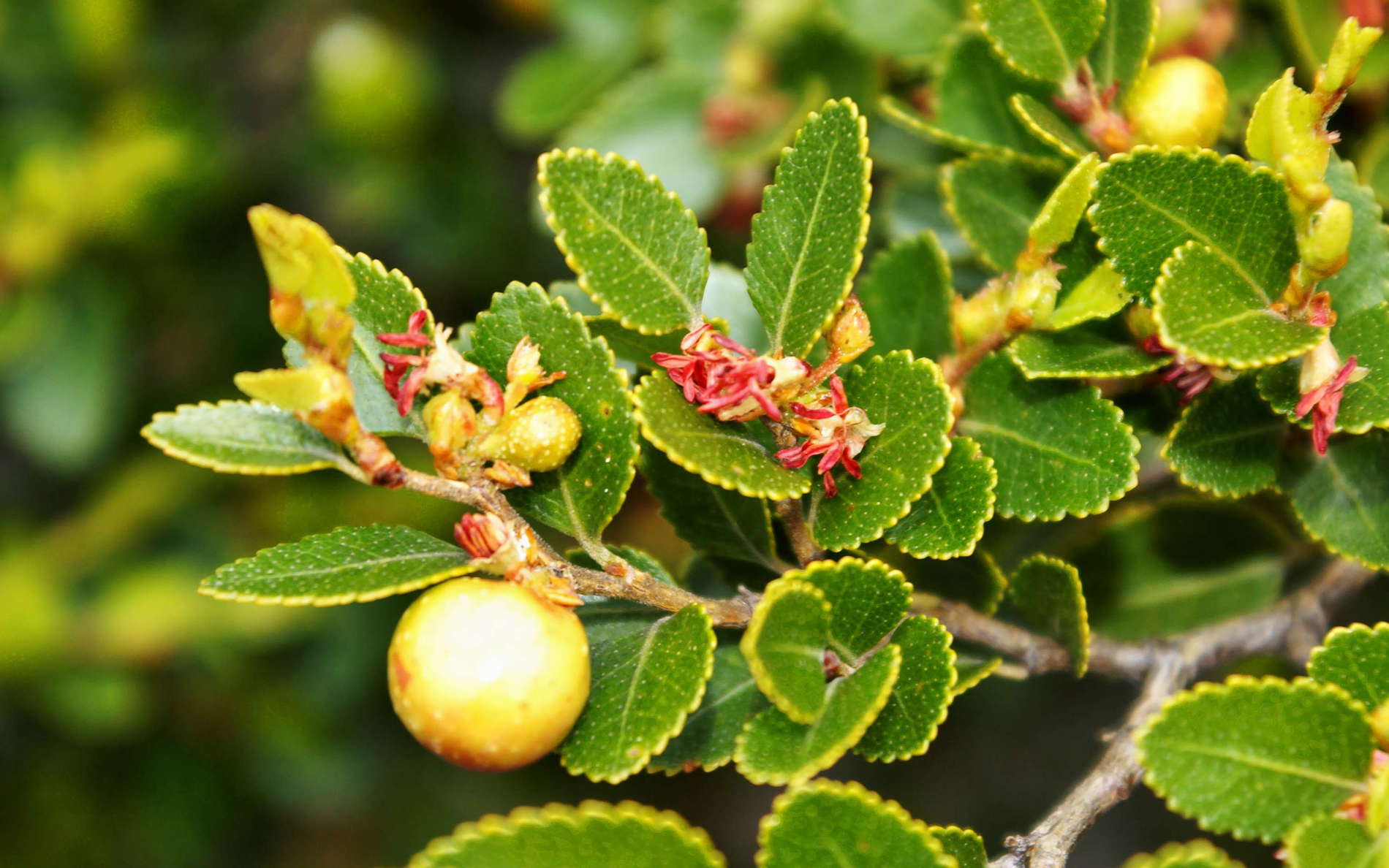 PN Torres del Paine | Magellan's beech