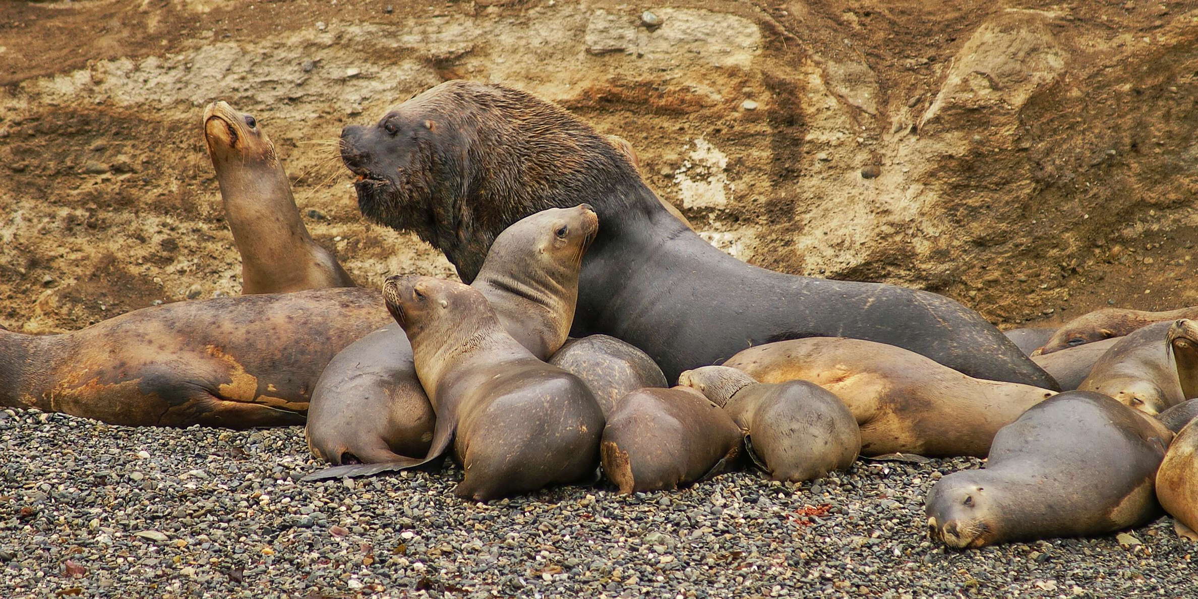 Isla Marta | Sea lions