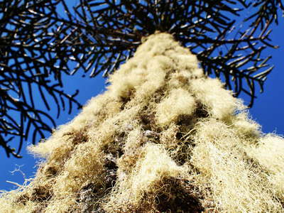 PN Conguillío  |  Araucaria tree with lichens