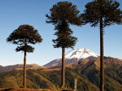 Cuesta Las Raices  | Araucaria trees and Volcán Lonquimay