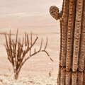 Tocopilla | Columnar cacti