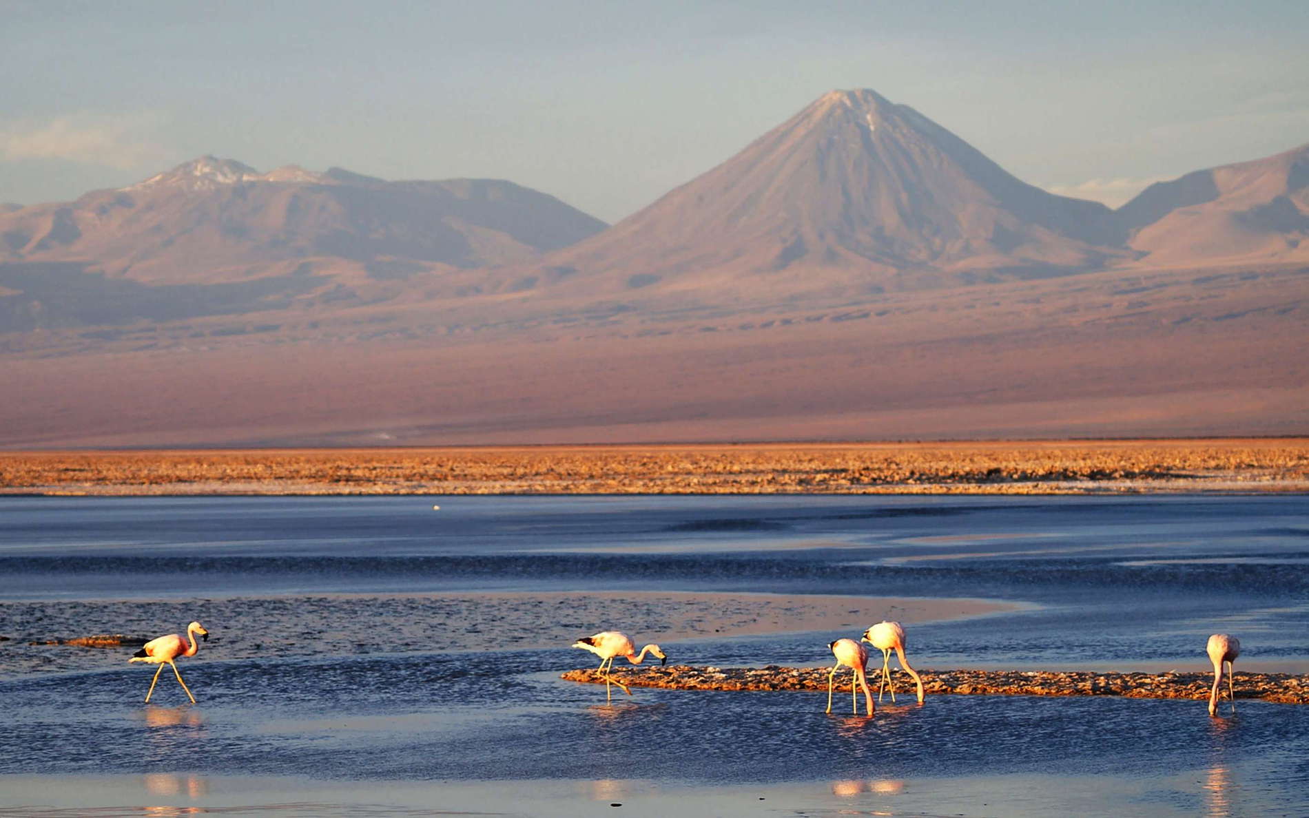 Reserva Nacional Los Flamencos, evening view of part of the largest salt flat in Chile. The birds in the Laguna de Chaxa in the foreground are flamingos, whereas Volcán Licancabur (5920 m) appears in the right central background of the photograph. WI_ch348.jpg