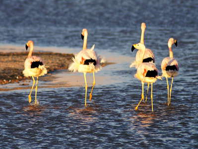 Salar de Atacama  |  Flamingos