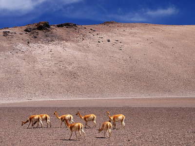Salar de Aguas Calientes  |  Altiplano with vicuñas