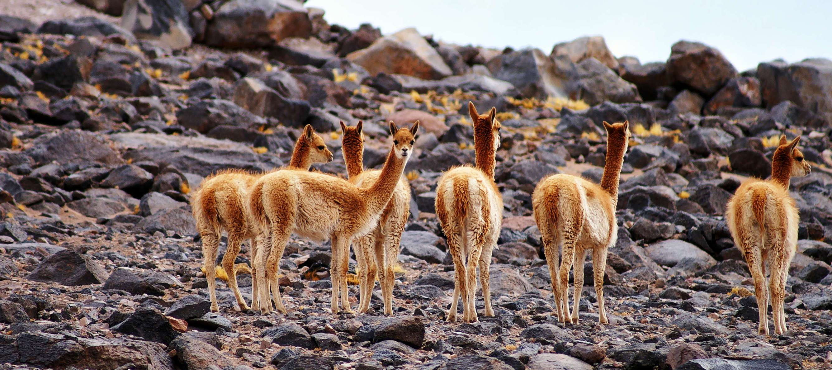 San Pedro de Atacama | Vicuñas