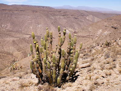 Tarapacá  |  Cactus