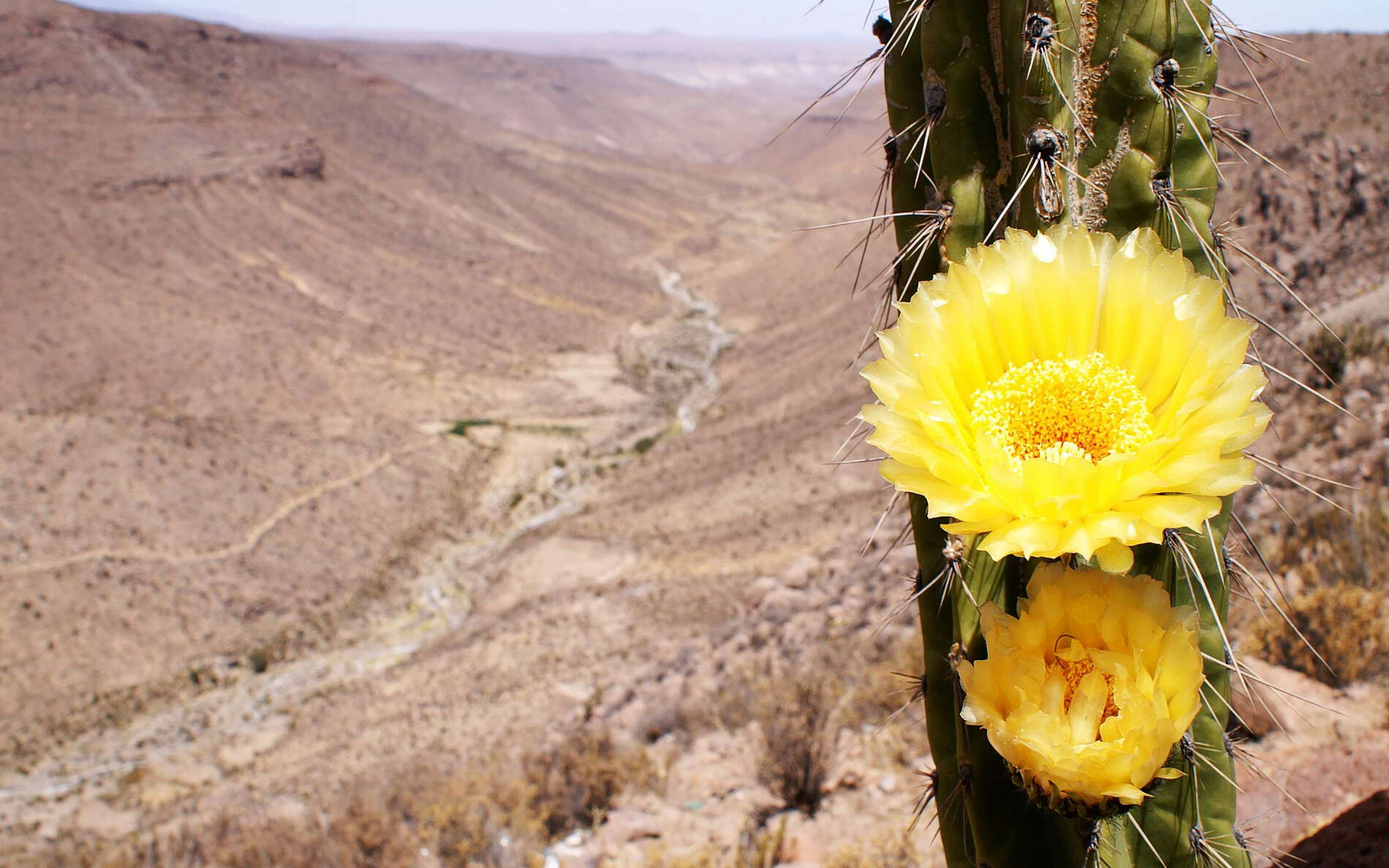Tarapacá | Flowering cactus