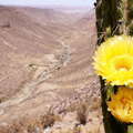 Tarapacá | Flowering cactus