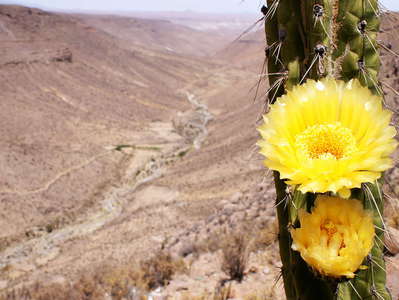 Tarapacá  |  Flowering cactus