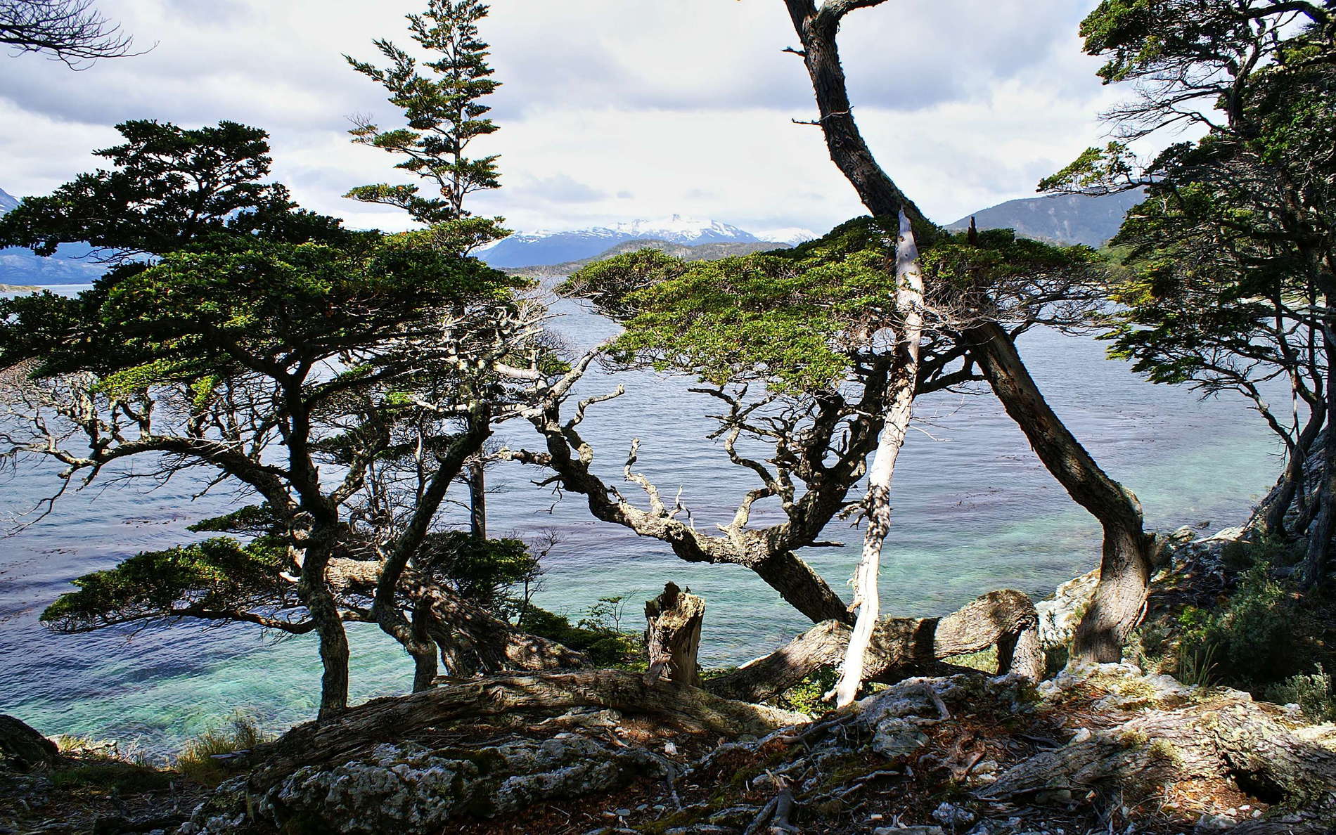 The evergreen Nothofagus betuloides (guindo) is common in the Magellanic subpolar forests. WI_ar209.jpg