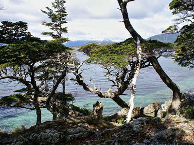 PN Tierra del Fuego  |  Magellan's beech