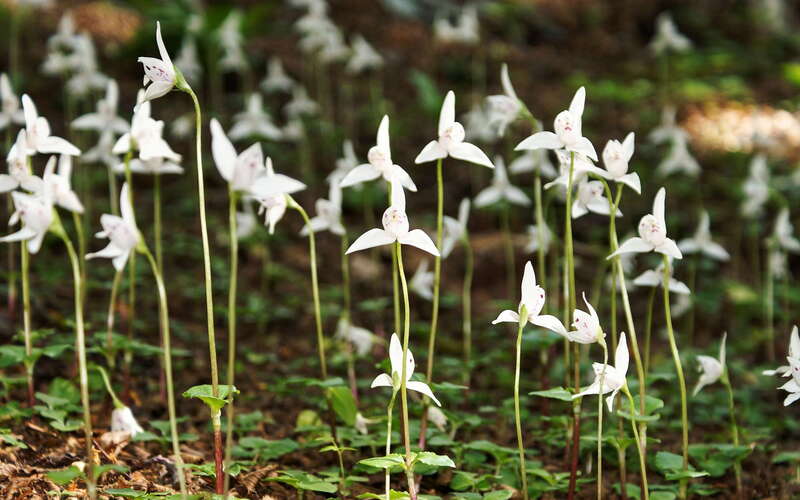 PN Tierra del Fuego | Orchids