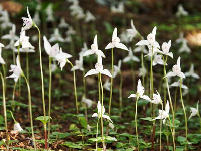 PN Tierra del Fuego  |  Orchids